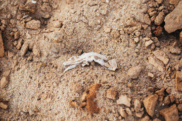 Plastic pollution on the beach. Single use plastic bag in sand, marine trash on the beach. Stop plastic pollution. Ban polyethylene bags. Rubbish. Garbage at coast