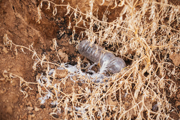 Plastic pollution and dead bird on the beach. Single use plastic bottle in sand, marine trash on the beach. Stop plastic pollution. Garbage at coast. Rubbish disaster. Ban single use