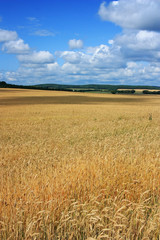 Field of ripe ears of wheat
