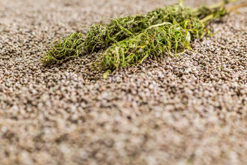 Background texture of CBD hemp seeds with dry hemp bud.