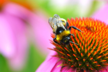 bumblebee on an echinacea flower