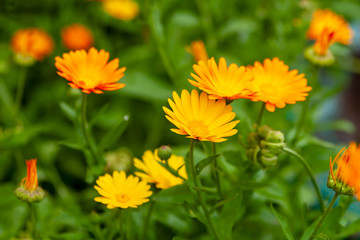  Calendula is a joyful flower. Orange and yellow flowers of calendula close up.