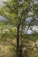 Elm tree. Tree background. Karagach.