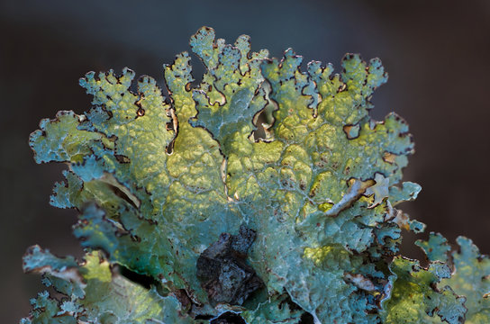 Foliose Lichen Backlit By Winter Sun In Shenandoah National Park, Virginia