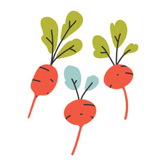 hand drawn vector illustration of radish root cooking ingredient in modern sketch hanndrawn style. Colorful drawing of vegetable with isolated on white background.