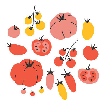 Vector illustrations of different kinds of tomato. Hand drawn various sorts of tomato vegetable. Isolated simple sketch style drawings. Handdrawn vector icons of veggies. Kitchen cooking elements.