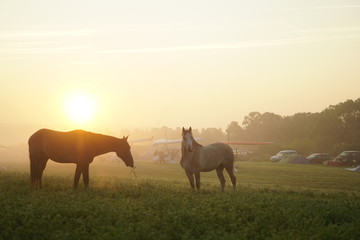 Fototapeta na wymiar horses on the meadow with a rise