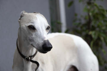 Ten year old male Whippet. A closeup of a dog's face.