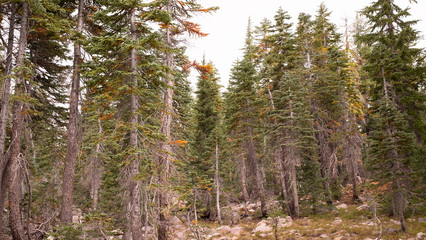Fototapeta premium Mount Shasta sacred panther meadow landscape, California, Usa