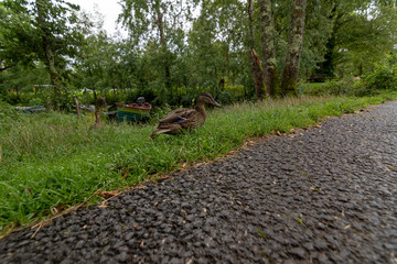 Duck cross road