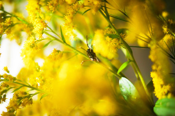 yellow autumn leaves