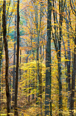 Forest of American beech (Fagus grandifolia) in central Virginia in autumn.