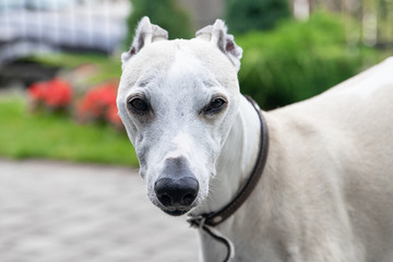 Ten year old male Whippet. A closeup of a dog's face.