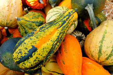 Zierkürbisse (Cucurbita pepo), Flaschenkürbis