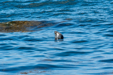 Fototapeta premium seal swimming in water