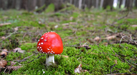 fly agaric mushroom in the forest
