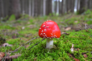 fly agaric mushroom in the forest