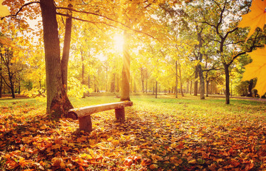 Naklejka na ściany i meble trees in the park in autumn on sunny day
