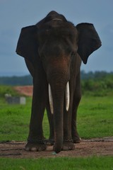 elephant in park