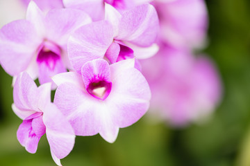 Fototapeta na wymiar Light pink orchid, green background, blurred bokeh