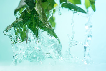 Water jets flowing from the green fresh leaves of mint.