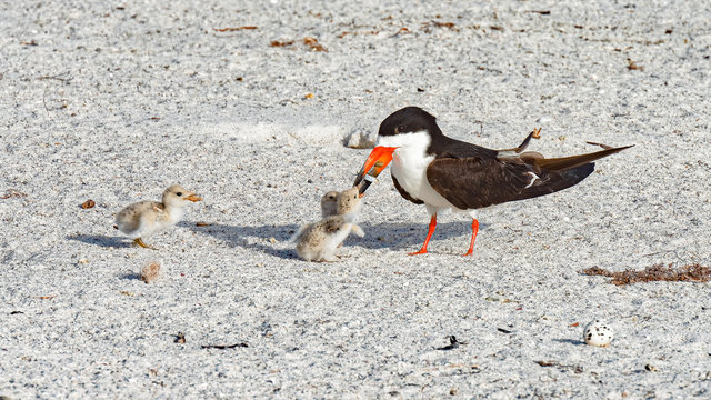 Black skimmer adult feeding a chick