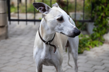 A ten-year-old male dog Whippet walks in the courtyard of the house. Summer. Sunny day.