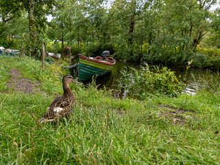 duck between boats