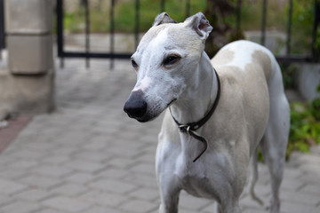 A ten-year-old male dog Whippet walks in the courtyard of the house. Summer. Sunny day.