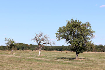 Trois arbres isolés dans une prairie