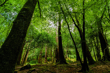 Forest in Ireland