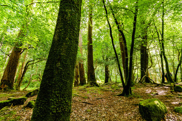 Tree in the forest
