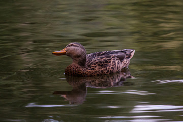 Stockente Weibchen schwimmt
