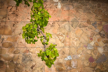 Grape leaves seen from above