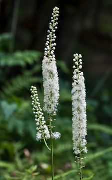 Black cohosh (Actaea racemosa) in early July in central Virginia.
