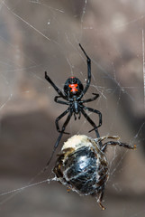Black widow spider (Latrodectus mactans) wrapping bumble bee (Bombus sp.) in silk after capturing it in web. 