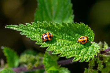 Two harlequin ladybird (Harmonia axyridis) pupa on the green stinging nettle leaf