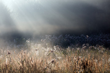 Piękno Letnich Łąk O Świcie © Wojciech Lisiński