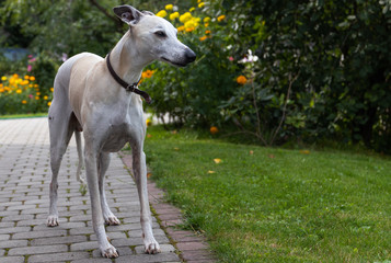 Obraz na płótnie Canvas A ten-year-old male dog Whippet walks in the courtyard of the house. Summer. Sunny day.