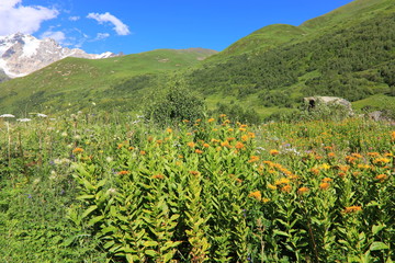 Landscape views of the Caucasus Mountains, river and villages. Peak and river Enguri. Georgia. Summer. 2019