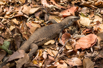Beautiful but dangerous creature of nature - The Monitor Lizard at Jim corbett national park