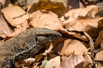 Beautiful but dangerous creature of nature - The Monitor Lizard at Jim corbett national park