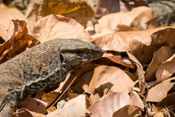 Beautiful but dangerous creature of nature - The Monitor Lizard at Jim corbett national park