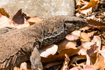 Beautiful but dangerous creature of nature - The Monitor Lizard at Jim corbett national park