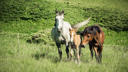 Horse family pasturing on mountain environment. Beautiful nature background