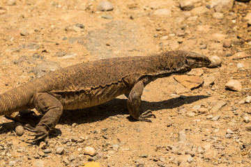 Beautiful but dangerous creature of nature - The Monitor Lizard at Jim corbett national park