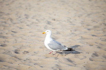 seagull over sand beach, natural image for summer holiday concept,