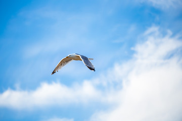 Flying seagull over cloudy blue sky, natural image for summer holiday concept,