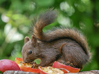 Eurasian red squirrel (Sciurus vulgaris), eating apple