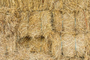 close up of rice straw texture background